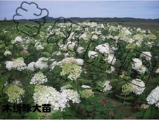 供应大花水桠木优质木绣球生产花灌木八仙花批发求购价格信息