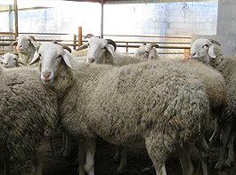 供應(yīng)肉羊價格小尾寒羊肉羊價格小尾寒羊肉羊吃什么草料