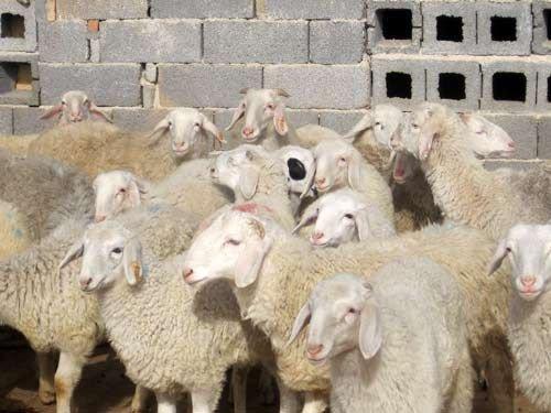供應(yīng)小尾寒羊羔羊價(jià)格小尾寒羊羔羊的養(yǎng)殖利潤(rùn)小尾寒羊羔羊批發(fā)
