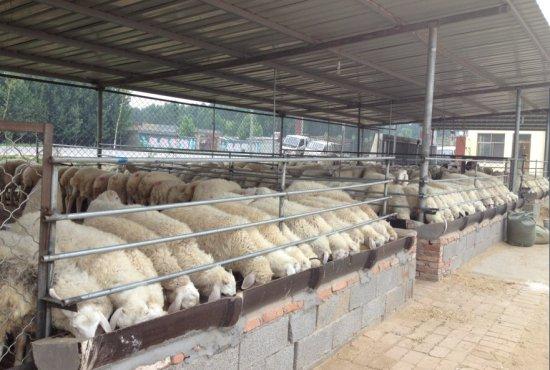 供應(yīng)肉羊價格2013年小尾寒羊價格