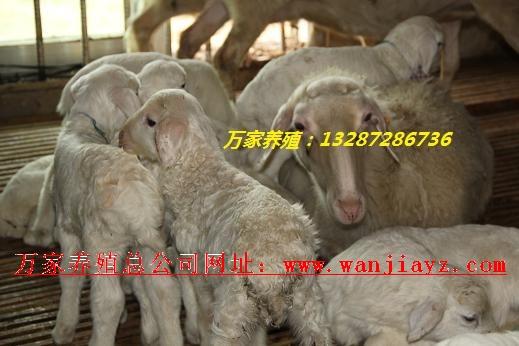 供應種羊小羊價格種羊的養(yǎng)殖利潤種羊的品種