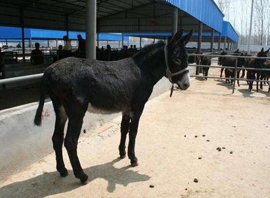 供应肉驴遍天下驴苗便宜在万家 肉驴销售批发价图片