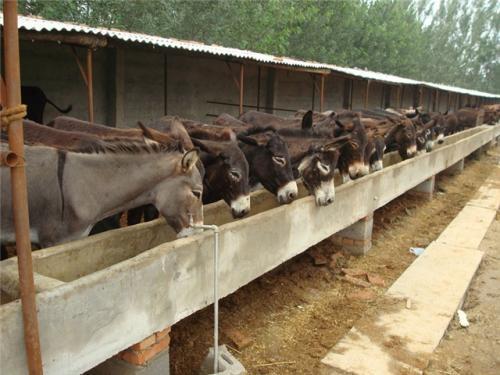 内蒙肉驴养殖基地供应德州驴肉驴架子驴小驴苗价格图片