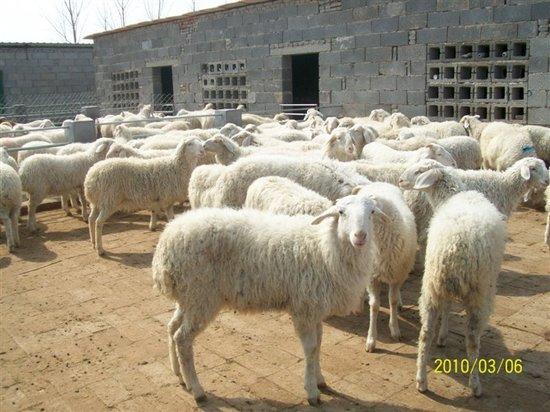 供應(yīng)肉羊價格小尾寒羊肉羊價格小尾寒羊肉羊吃什么草料