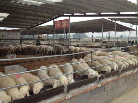 肉羊價格2013年小尾寒羊價格圖片