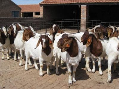 供應(yīng)肉羊小尾寒羊*