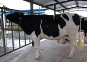 供應(yīng)雜交肉牛架子牛改良肉牛育肥技術(shù)