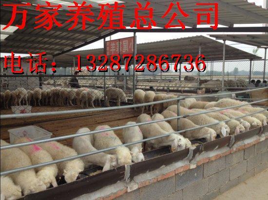 供應(yīng)山羊養(yǎng)殖利潤(rùn)山羊養(yǎng)殖前景山羊價(jià)格