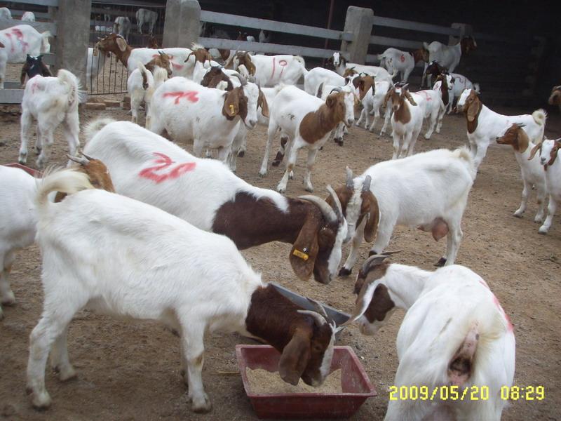 波爾山羊種羊圖片