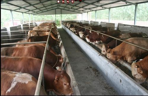 肉牛肉羊综合养殖基地肉牛肉羊价格肉牛肉羊养殖图片