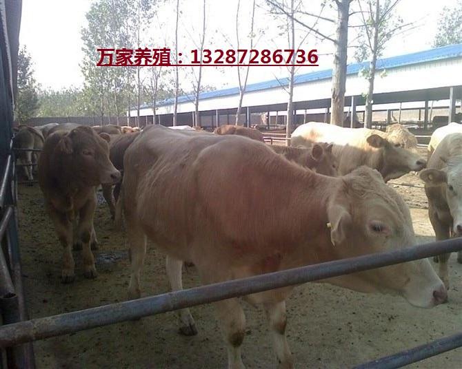 魯西黃牛養(yǎng)牛場(chǎng)供應(yīng)利木贊牛魯西黃牛西門塔爾牛夏洛萊牛價(jià)格