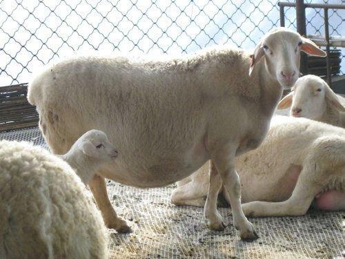 供應(yīng)肉羊價格2013年小尾寒羊價格