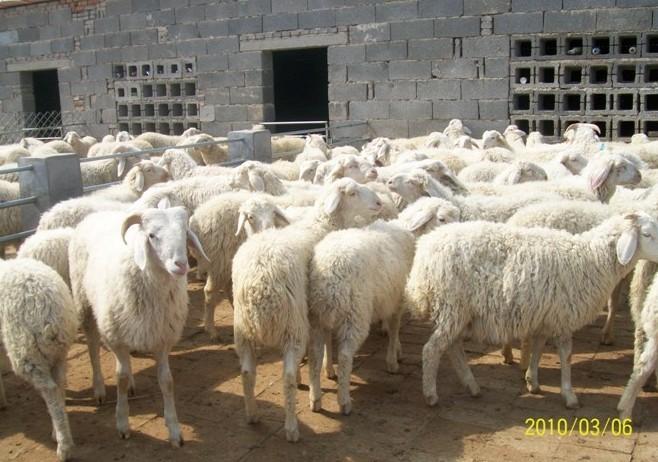 供應(yīng)小尾寒羊羔羊價(jià)格小尾寒羊羔羊的養(yǎng)殖利潤(rùn)小尾寒羊羔羊批發(fā)