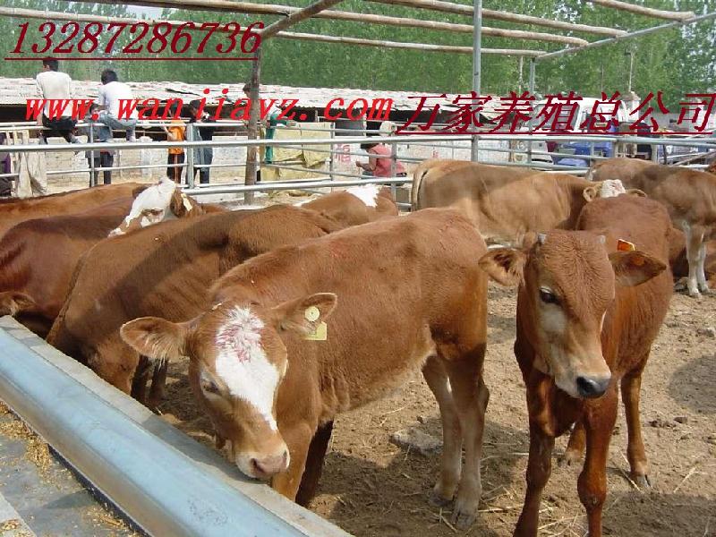 魯西黃牛養(yǎng)牛場(chǎng)供應(yīng)利木贊牛魯西黃牛西門塔爾牛夏洛萊牛價(jià)格
