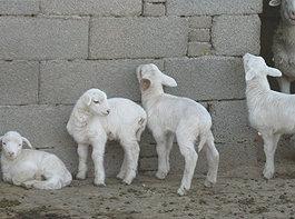 供應(yīng)小尾寒羊羔羊價(jià)格小尾寒羊羔羊的養(yǎng)殖利潤(rùn)小尾寒羊羔羊批發(fā)