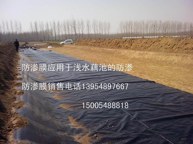 河南淺水藕養(yǎng)殖防滲膜，污水池防滲膜，藕池防滲膜，魚塘防滲膜