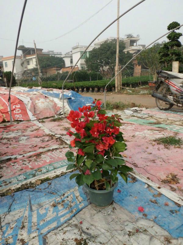 供應(yīng)紫色三角梅基地