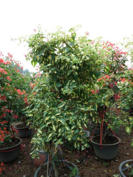 福建紅三角梅哪里有賣，福建紅三角梅批發(fā)，福建紅三角梅種植基地