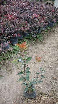 福建紅花繼木供應(yīng)商圖片