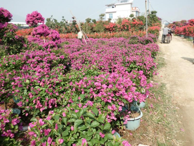 供應(yīng)福建三角梅價(jià)格，福建三角梅批發(fā)，福建三角梅種苗