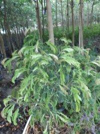 供應(yīng)湖北黃心葉球供應(yīng)商