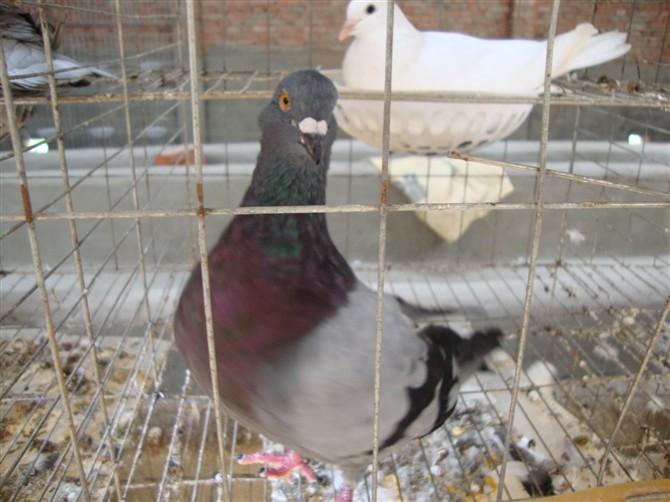 供應(yīng)利辛縣王鴿養(yǎng)殖場