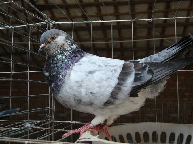 供應(yīng)阜陽市潁上王鴿養(yǎng)殖場