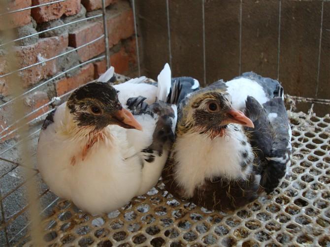 供應(yīng)阜陽市潁上王鴿養(yǎng)殖場