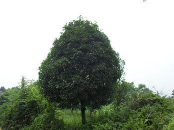 长沙市湖南桂花树价格厂家供应湖南桂花树价格