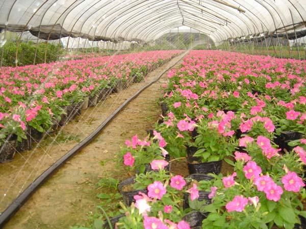 噴灌帶/噴霧噴灌帶/農(nóng)用噴灌帶