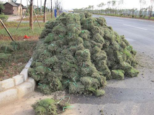 供应贵州马尼拉草皮多少钱一平方