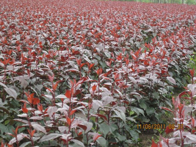 供應(yīng)黃櫨山東黃櫨苗3公分4公分5公分黃櫨價格