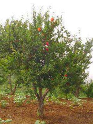 供應石榴樹山東石榴樹8公分石榴樹10公分石榴樹12公分石榴樹15公分