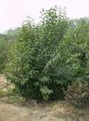 供應(yīng)叢生連翹叢生木槿 叢生紫薇 叢生石榴樹