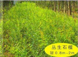 供應(yīng)叢生連翹叢生木槿 叢生紫薇 叢生石榴樹