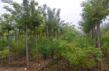 供應(yīng)國槐山東國槐基地12-18公分國槐