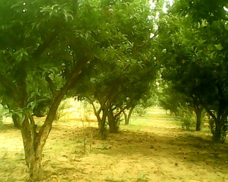 供應石榴樹山東石榴樹8公分石榴樹10公分石榴樹12公分石榴樹15公分