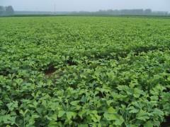 銀杏樹(shù)小苗銀杏樹(shù)當(dāng)年苗銀杏小苗價(jià)格山東銀杏苗