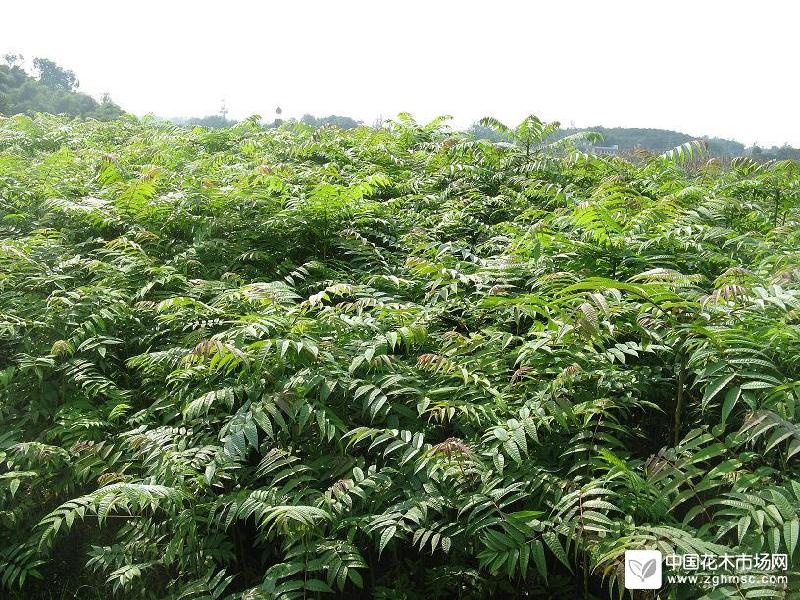 香椿苗价格江苏香椿苗山东香椿苗红芽香椿苗大棚香椿苗