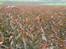 紅葉碧桃苗圖片