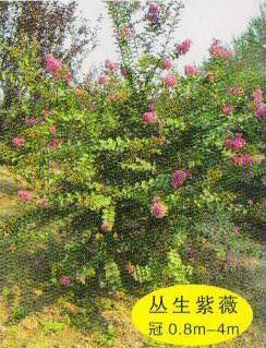 供應(yīng)叢生連翹叢生木槿 叢生紫薇 叢生石榴樹