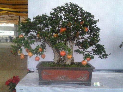 供應石榴樹山東石榴樹8公分石榴樹10公分石榴樹12公分石榴樹15公分