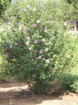 2公分圖片/2公分樣板圖 (2)