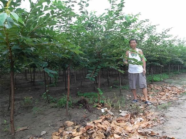 供應黃櫨樹苗 1米黃櫨樹苗 2公分黃櫨樹苗 3公分黃櫨樹苗