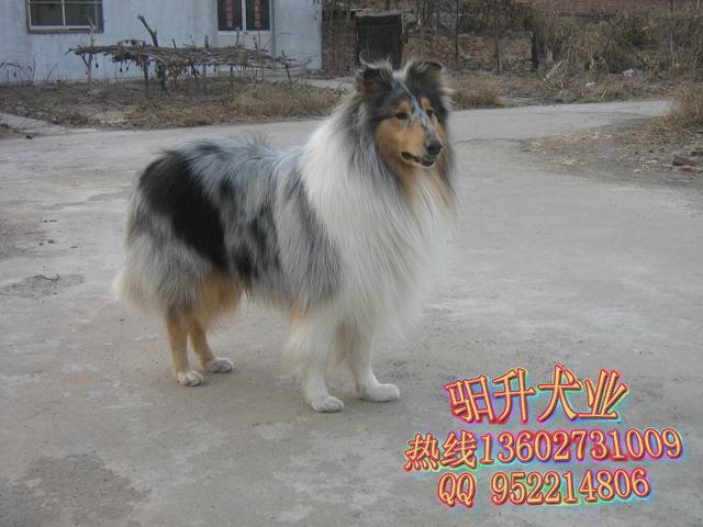 广州纯种苏格兰牧羊犬 驲升犬业出售充满灵性的牧羊犬图片