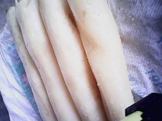 供應(yīng)用于加工的腌漬綠色韓國734白蘿卜