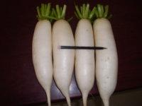 基地綠色無公害白蘿卜圖片