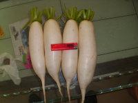 山東優(yōu)質(zhì)綠色無公害白蘿卜圖片