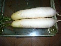 優(yōu)質(zhì)綠色無公害春蕾白蘿卜圖片