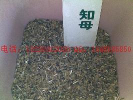 供應(yīng)射干苗子射干種子批發(fā)價(jià)格